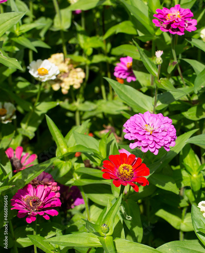 Beautiful multicolored flowers in the old park in summer