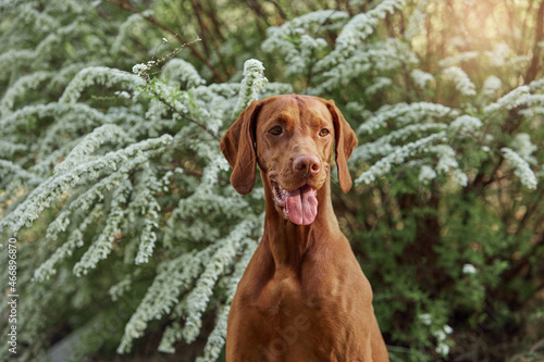 Hungarian Vizsla dog for a walk in the summer in nature