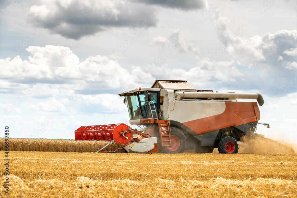 Fototapeta premium Combine harvester in action on wheat field. Harvesting is the process of gathering a ripe crop from the fields.