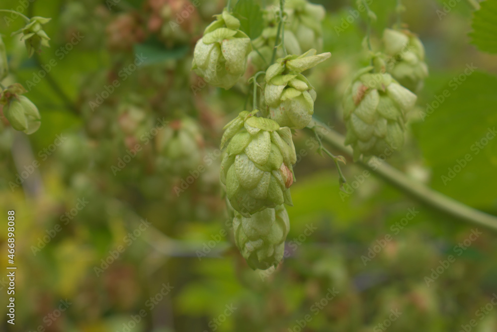 Hop (humulus) cones in autumn garden
