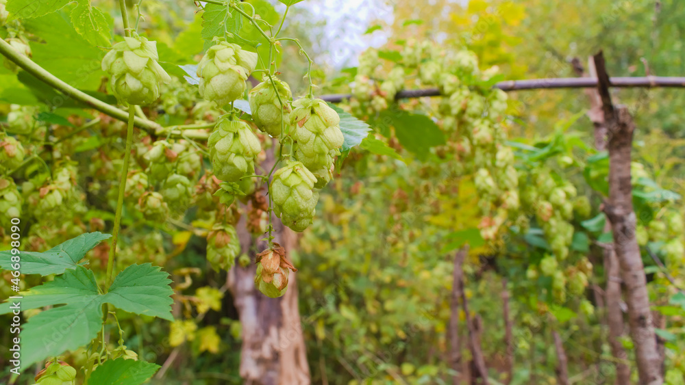 Hop (humulus) cones in autumn garden