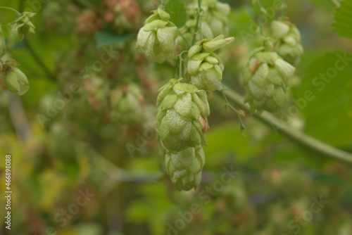 Obraz na płótnie Hop (humulus) cones in autumn garden w salonie