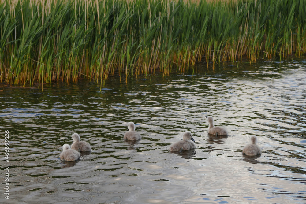 Six small cute cygnets in a water of a lake. Big family concept and new generation. Wild nature environment Six small cute cygnets in a water of a lake. Big family concept and new generation. Wild nature environment