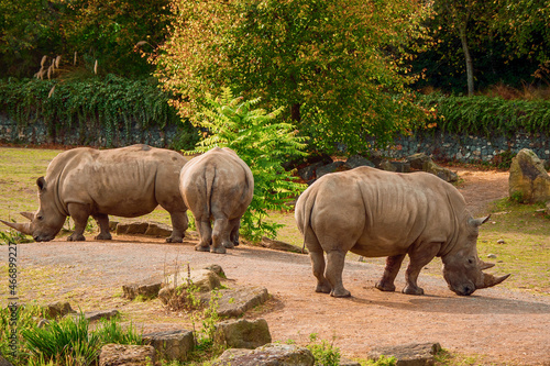 Amazing rhino in a zoo enclosure made to look like natural habitat. Preserving animals for future in safe and comfortable environment.