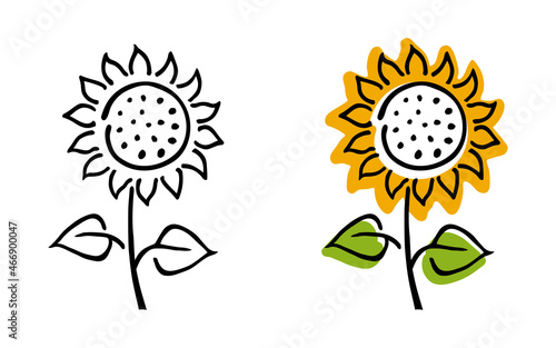 Blooming sunflower – hand drawn stylized vector illustration. Black and white and colored versions, isolated on white.
