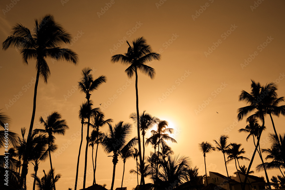 Silhouettes of palm trees on the background of the sunset.