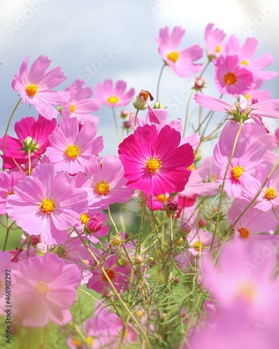 pink cosmos flowers