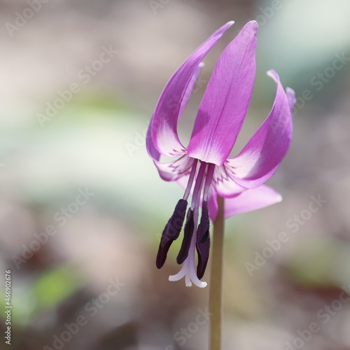 purple crocus flower