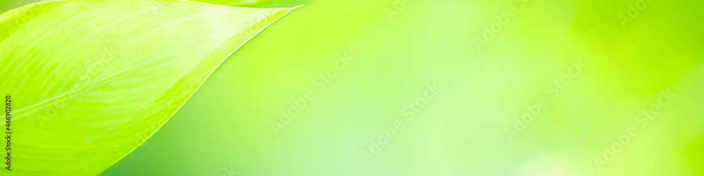 Green nature background for cover page Stock Photo | Adobe Stock