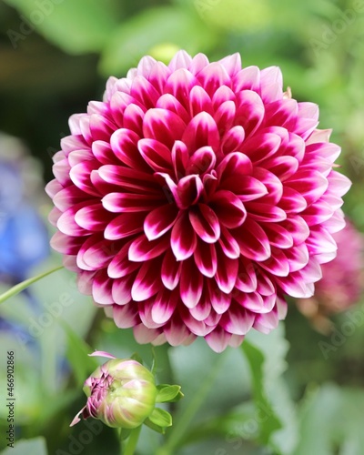 pink dahlia flower