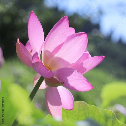 pink lotus flower