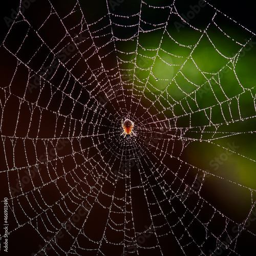 Cross spider on a web with dew drops. Cobweb with drops of rain pattern in nature light. Cobweb net texture with morning rain bokeh. Partial blur view lines, spider web necklace.