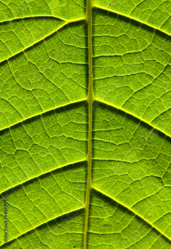 Macro image of big tropical leaf veins