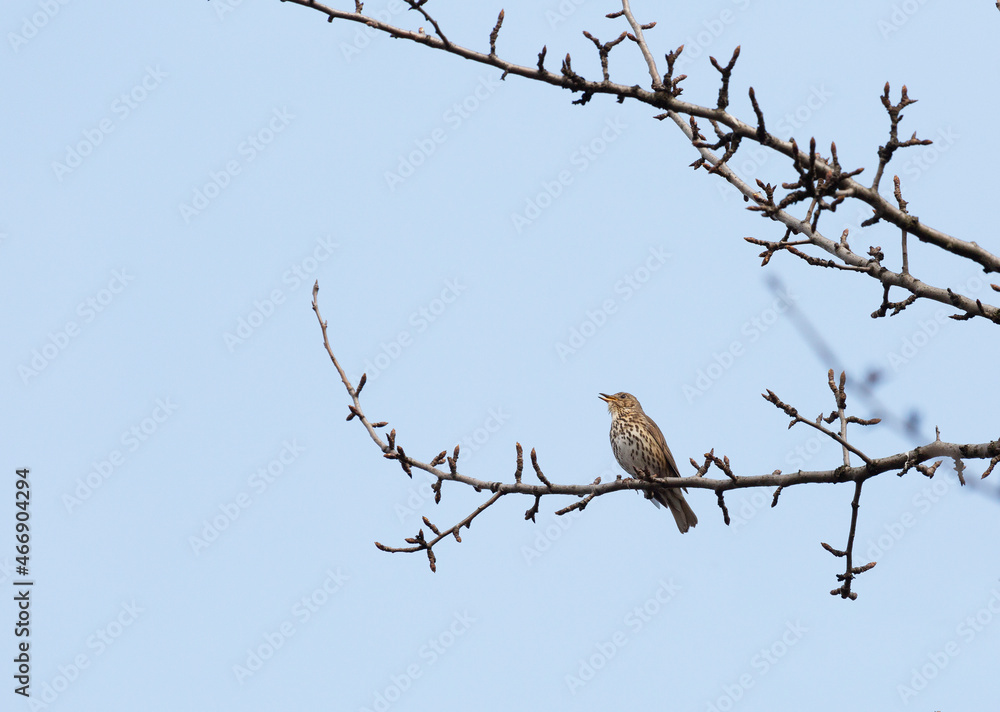 Songthrush sits and sings on a tree branch against a blue sky Songthrush sits and sings on a tree branch against a blue sky