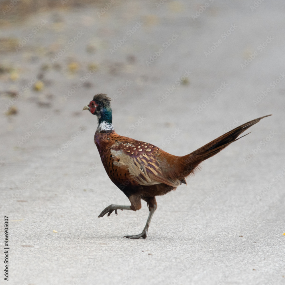 Dzika przyroda w Polsce