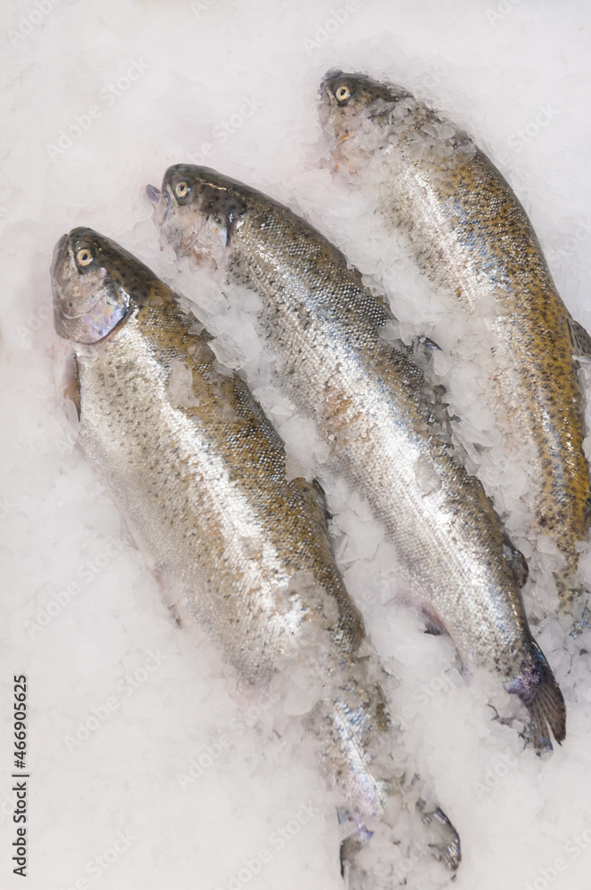 fresh chilled salmon on ice. vertical frame fresh chilled salmon on ice. vertical frame