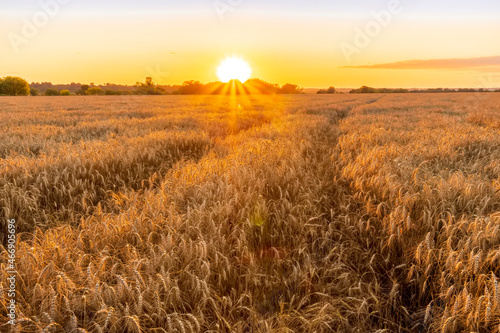 Scenic view at beautiful summer sunset in a wheaten shiny field with golden wheat and sun rays, beautiful sunset glow on horizon , road and rows leading far away, valley landscape