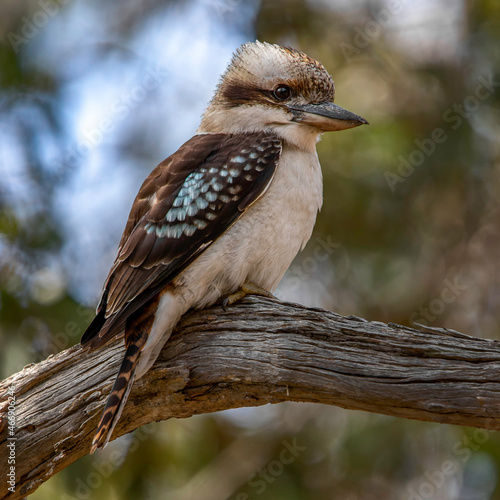 Photos Laughing Kookaburra (Dacelo novaeguineae)