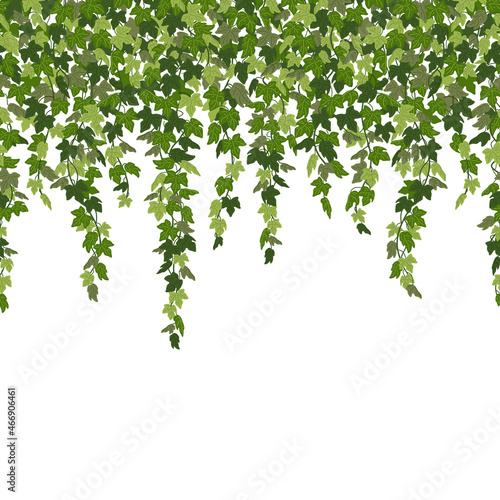 Ivy curtain, green creeper vines isolated on white background. Vector illustration in flat cartoon style