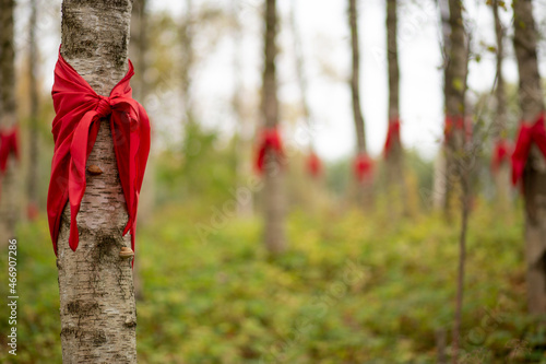 Russia, Saint-Petersburg 4 октября 2020: patriotic red scarf tied to a birch tree, the road of life memorial complex © ViRusian