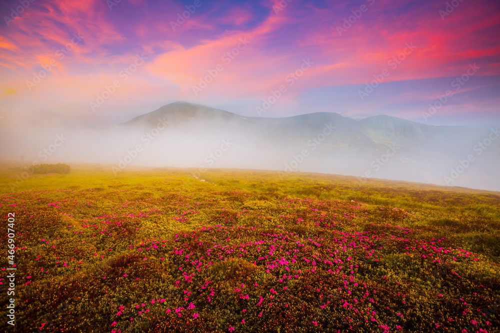 Picturesque summer sunset with rhododendron flowers. Carpathian mountains, Ukraine.