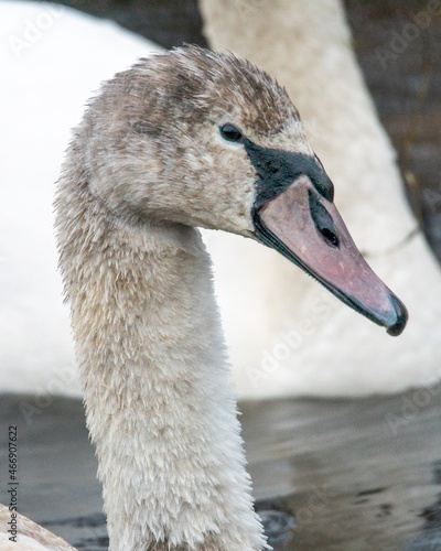 łabędź niemy photo