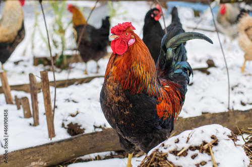 Rooster  with a rose shaped comb photo