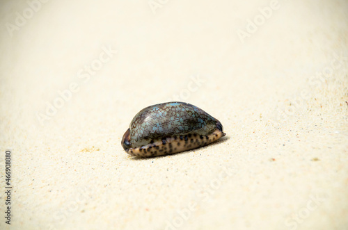 Landscape with shells on tropical beach, lipe island Thailand.