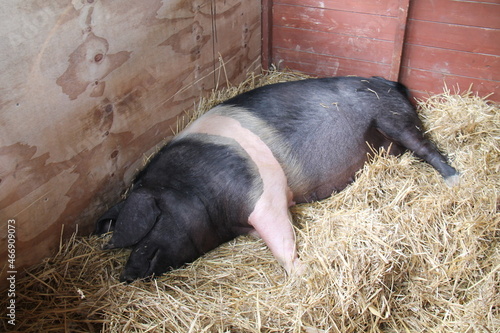 Canvas Print A British Saddleback Farm Pig Laying on a Bed of Straw.