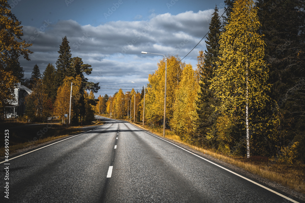 Fototapeta premium road in autumn