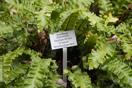 Asplenium scolopendrium, known as hart's-tongueor hart's-tongue fern. Aspleniaceae family 