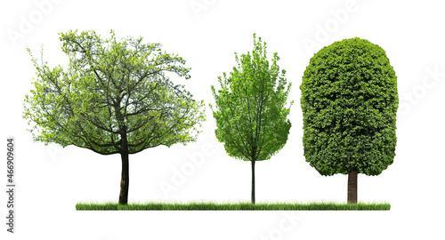 Beautiful trees with green leaves on white background  collage. Banner design