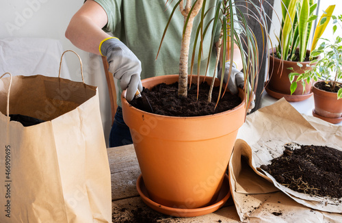 The process of transplanting an adult houseplant Dracaena Marginata into a larger clay pot, a woman transplants a flower, gardening as a hobby