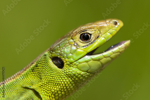Western green lizard (Lacerta bilineata) photo