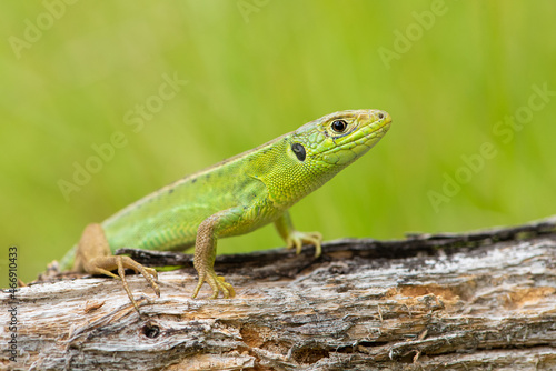 Western green lizard  Lacerta bilineata 