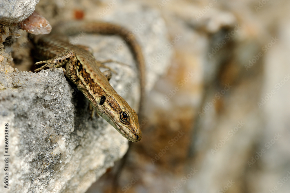 Common wall lizard (Podarcis muralis) Common wall lizard (Podarcis muralis)
