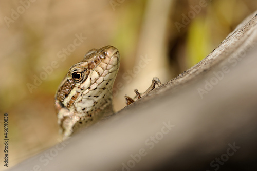 Common wall lizard (Podarcis muralis) © Florian