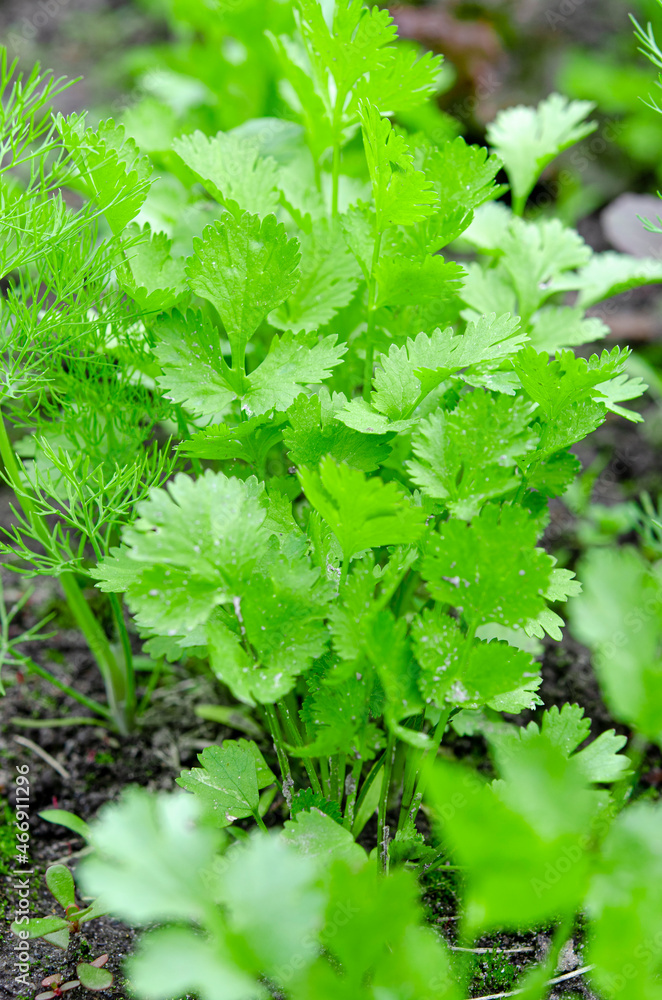 Health benefits of coriander. Coriander is loaded with antioxidants Health benefits of coriander. Coriander is loaded with antioxidants