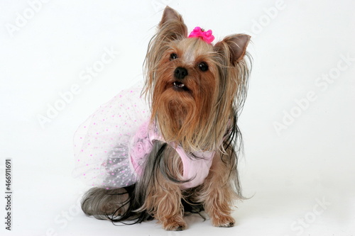 Dressed Yorkshire Terrier posing on a studio. Isolated on white background. Portrait of Yorkshire Terrier Dog lying on white background