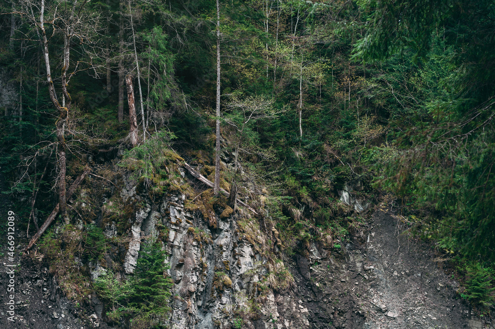 Obraz premium Gloomy forest background. Pine trees growing on a cliff. Bare roots of tree growing at edge of cliff.