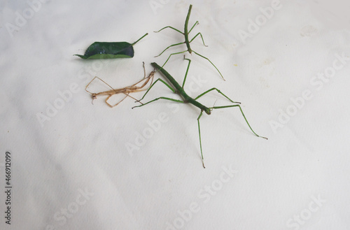Stick insects on paper, skin after molting . Candid.