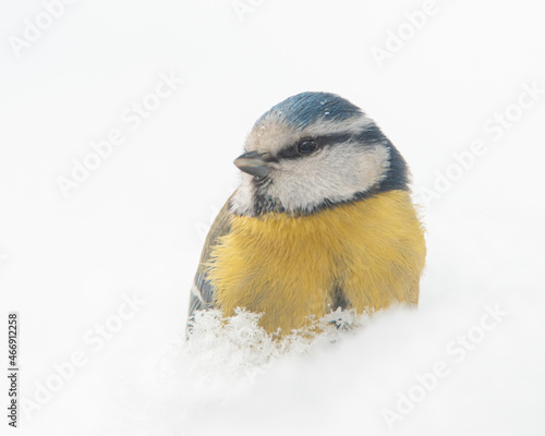 yellow wagtail on snow