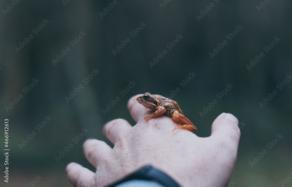 frog in hand