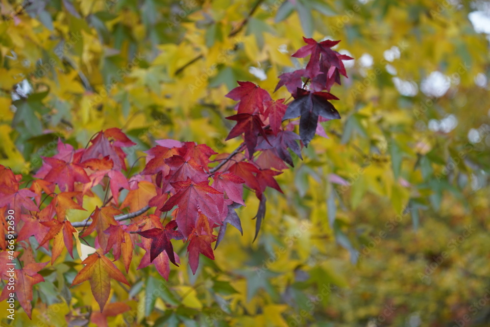 American sweetgum (Liquidambar styraciflua), also known as American storax, hazel pine, bilsted, redgum, satin-walnut, star-leaved gum, alligatorwood, or simply sweetgum, Altingiaceae family. American sweetgum (Liquidambar styraciflua), also known as American storax, hazel pine, bilsted, redgum, satin-walnut, star-leaved gum, alligatorwood, or simply sweetgum, Altingiaceae family.