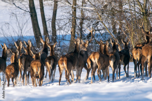 Fototapeta Naklejka Na Ścianę i Meble -  Chmara jeleni szlachetnych na zimowym polu
