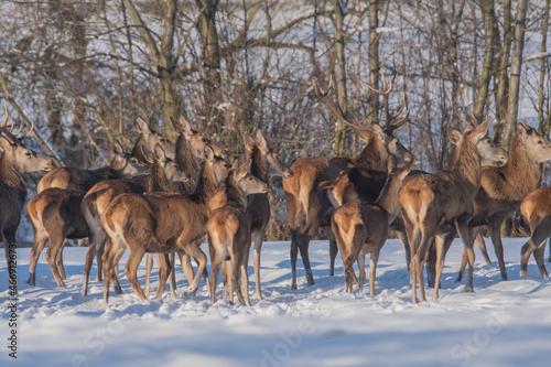 Fototapeta Naklejka Na Ścianę i Meble -  Chmara jeleni szlachetnych na zimowym polu