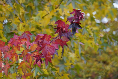 American sweetgum (Liquidambar styraciflua), also known as American storax, hazel pine, bilsted, redgum, satin-walnut, star-leaved gum, alligatorwood, or simply sweetgum, Altingiaceae family. photo