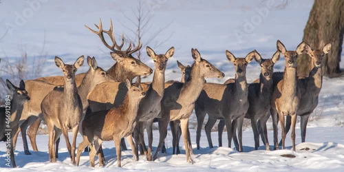 Fototapeta Chmara jeleni szlachetnych na zimowym polu