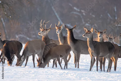 Fototapeta Chmara jeleni szlachetnych na zimowym polu