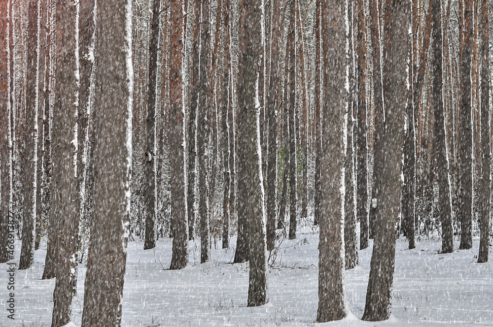 Fototapeta premium A walking path in a Coniferous forest on snowy winter